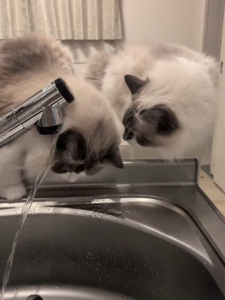 顔に水が当たる猫を見ている猫