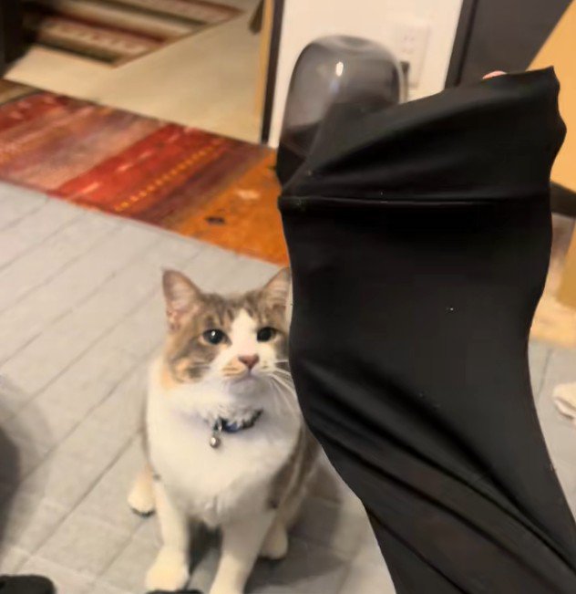 飼い主に呼ばれた猫