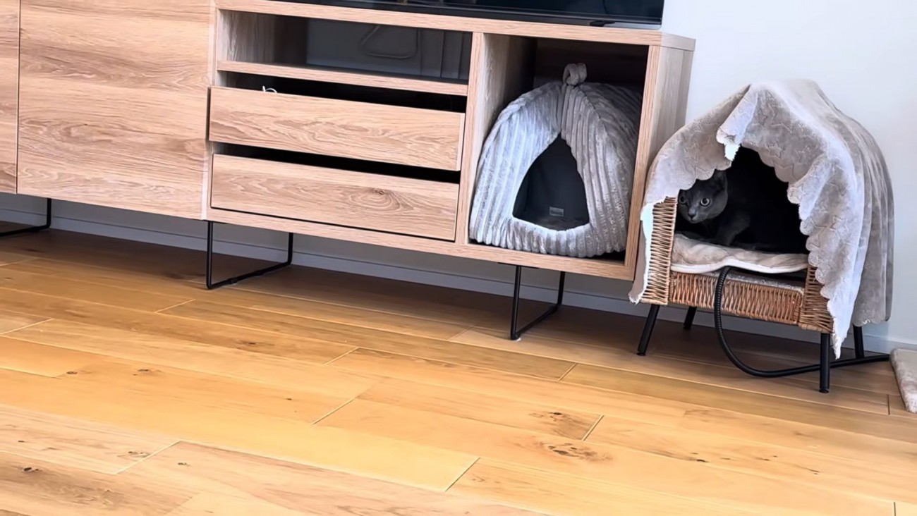右端のハウスベッドに入った猫ちゃん