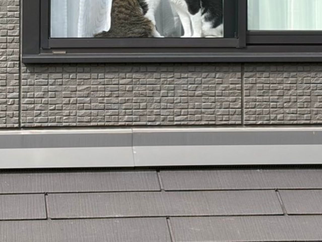 窓枠に見える2匹の猫の足元