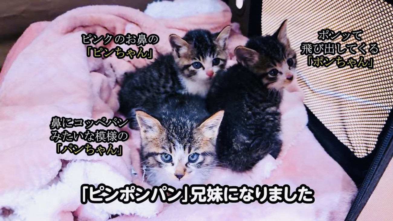 ケージの中の3匹の子猫