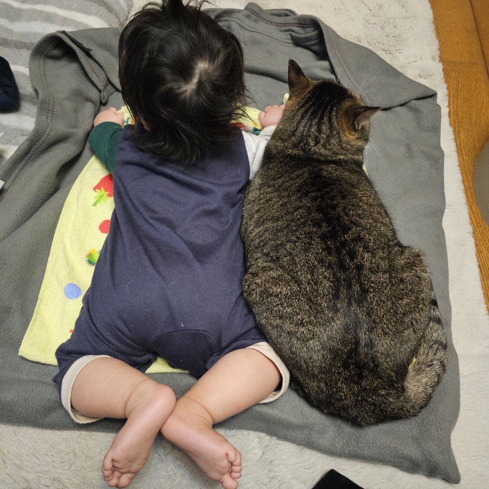 赤ちゃんと並ぶ猫