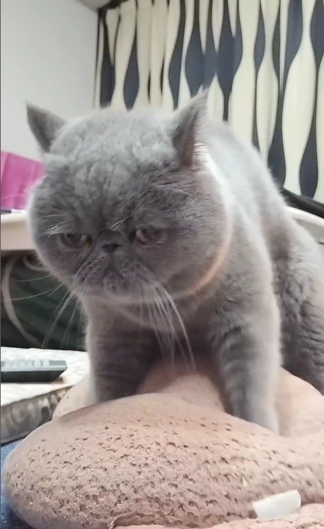 クッションをこねている猫