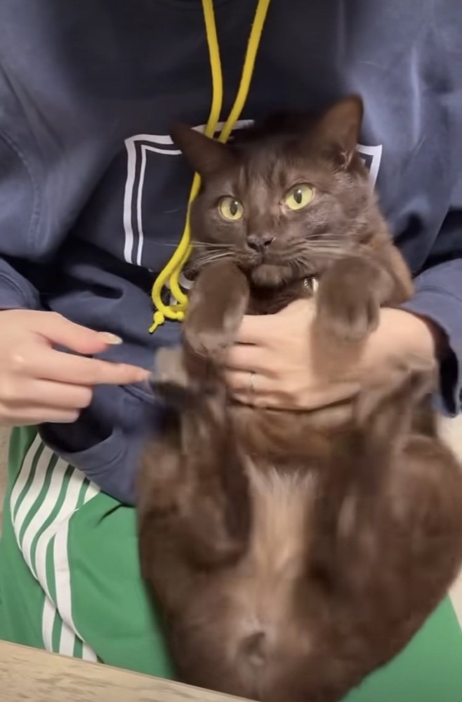 飼い主に肉球をこそばされる保護猫