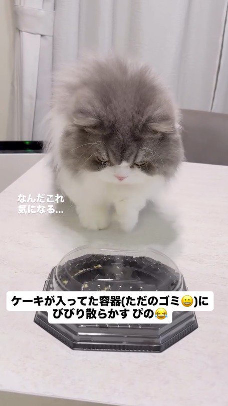 ケーキの容器を近くから見つめる猫