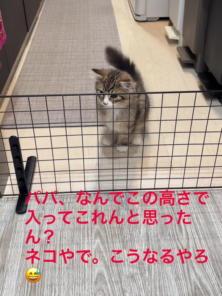 しっぽを上げている猫