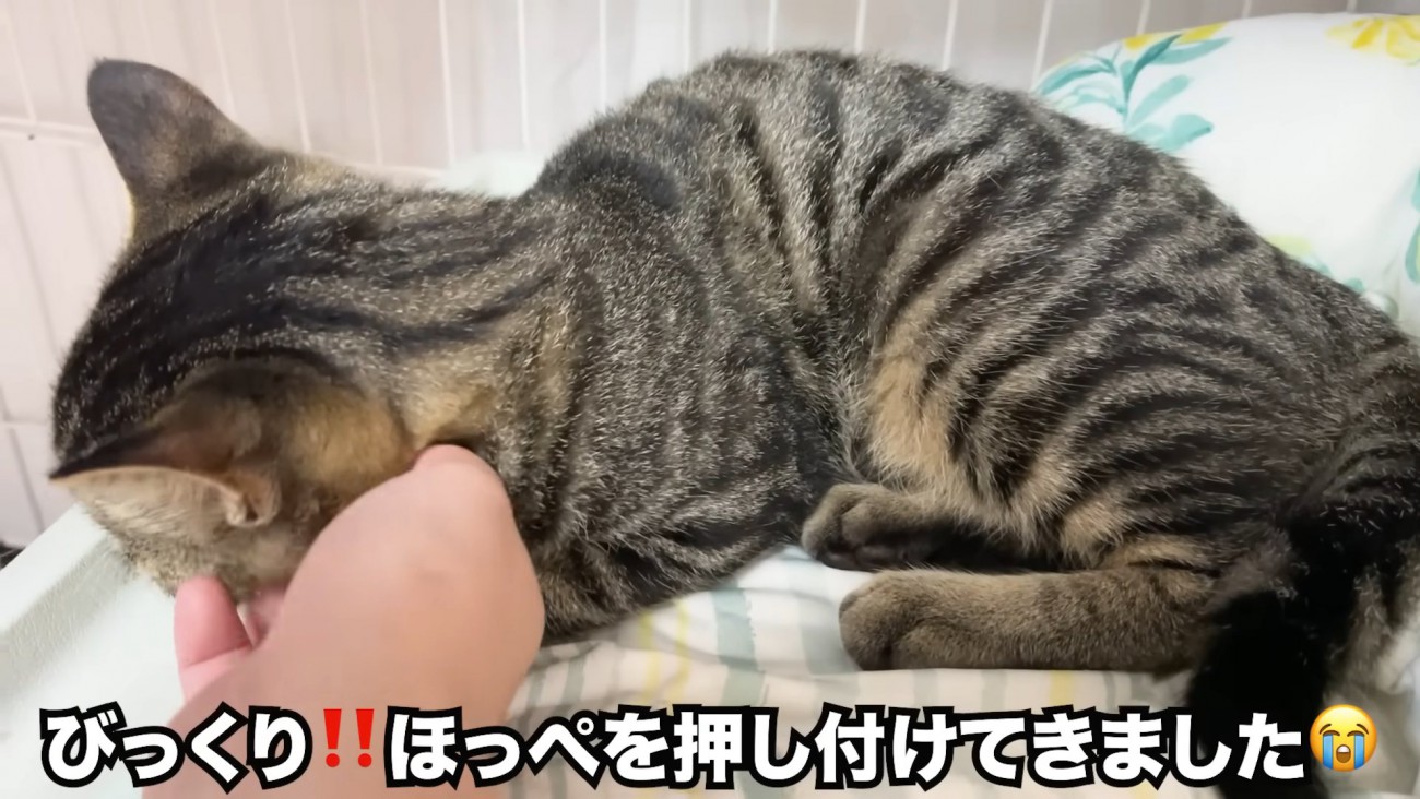 顔をなでられる猫の後頭部