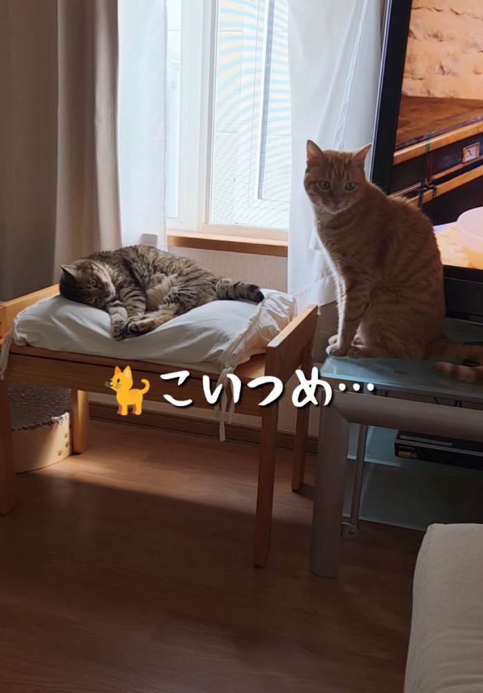 こちらを見つめる猫
