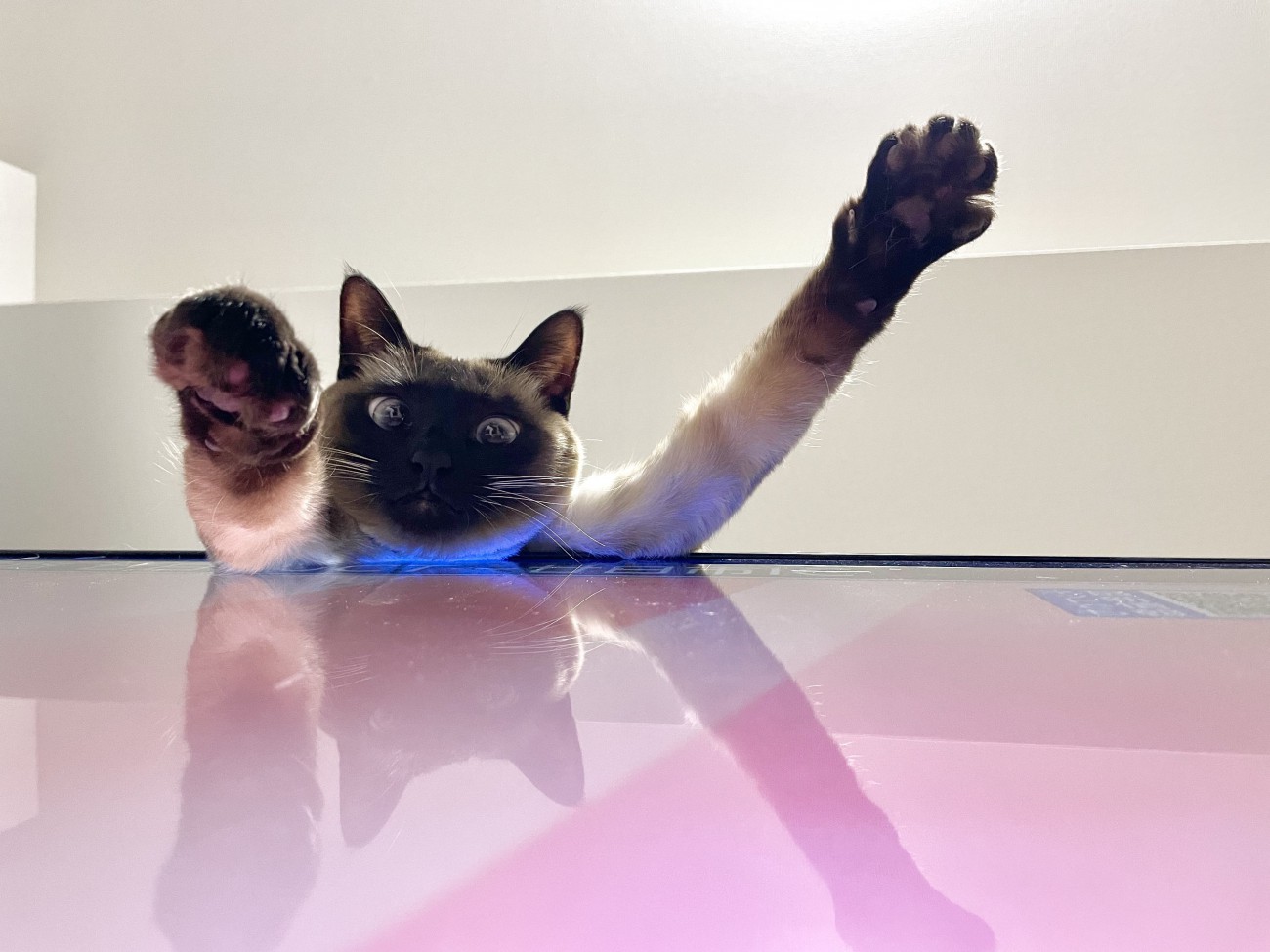 テレビで暖を取るすずりちゃん