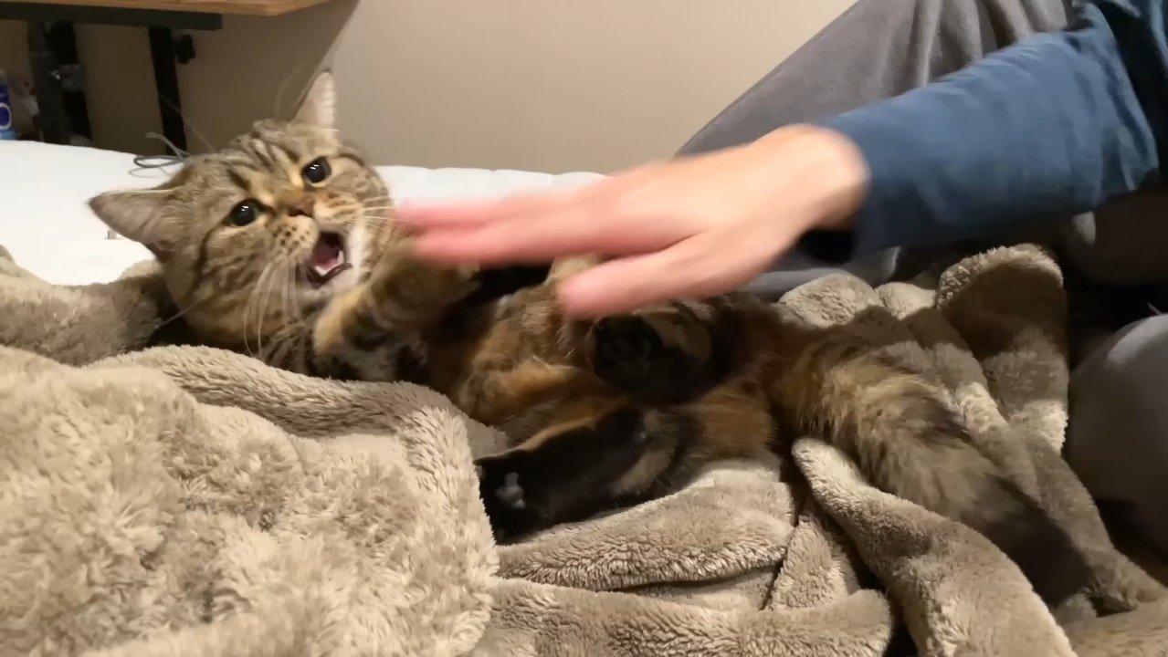 口を開けるメルくん