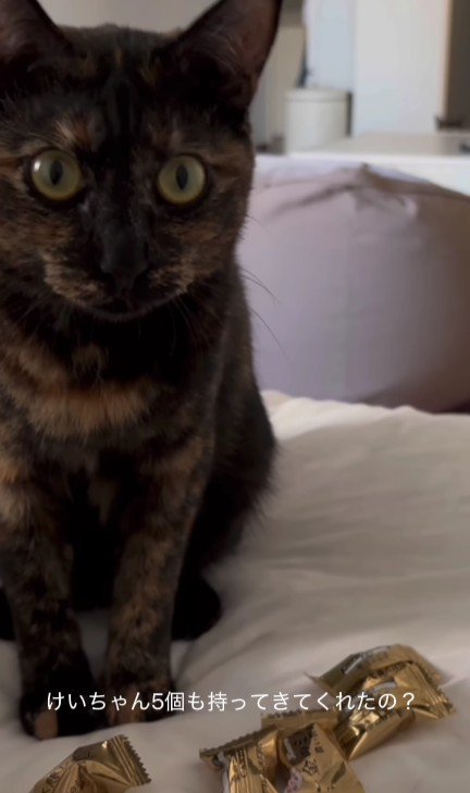 ベッドの上の猫