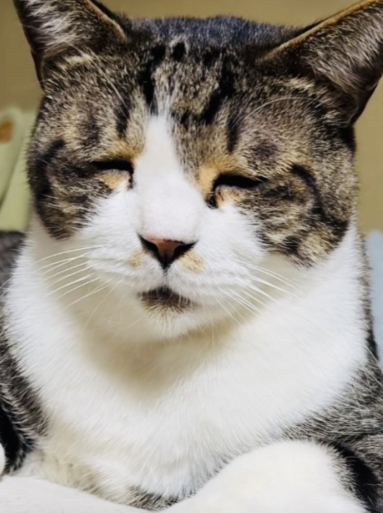 布団の上で眠いのを我慢するキジ白猫