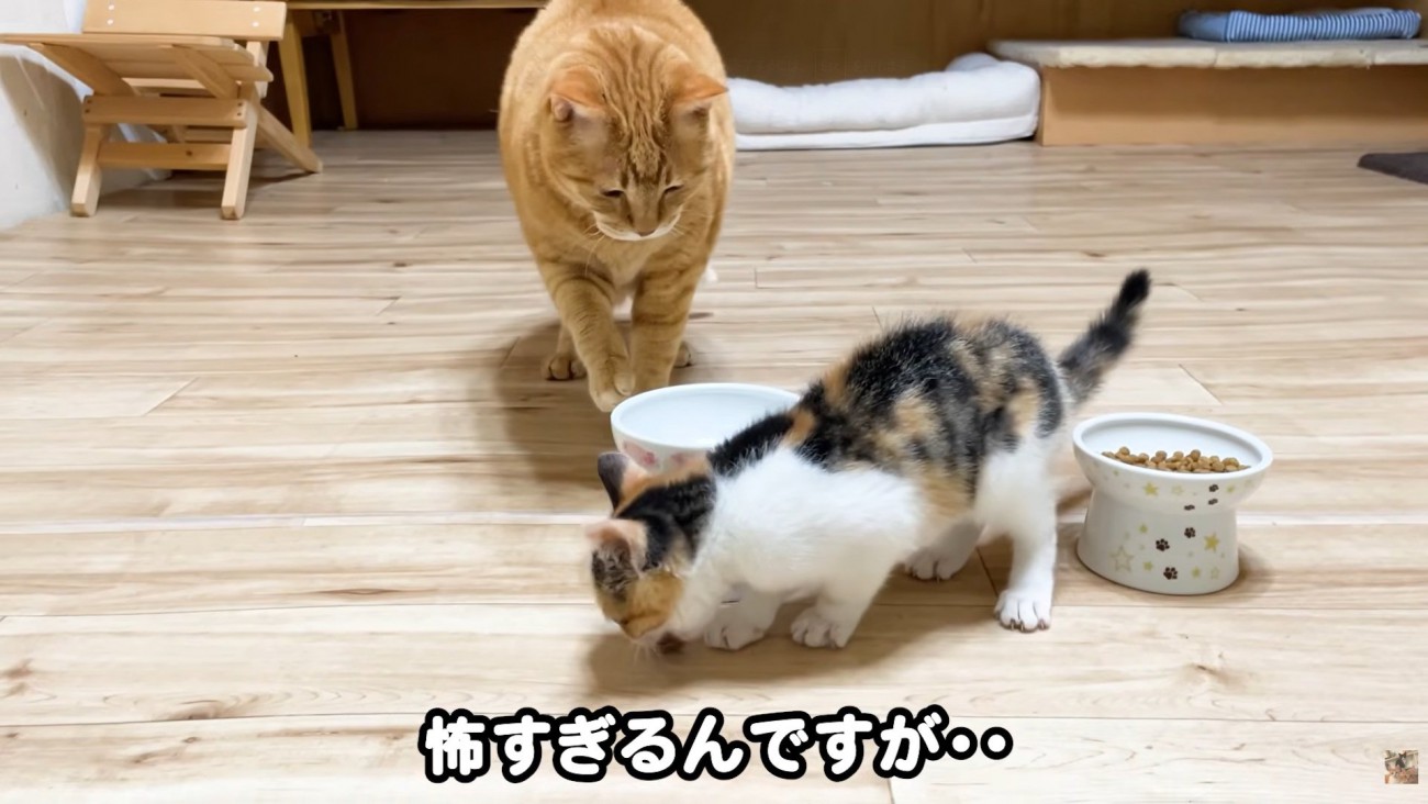 怖すぎるんですが