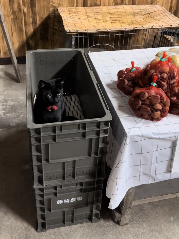 コンテナの中にいる黒猫