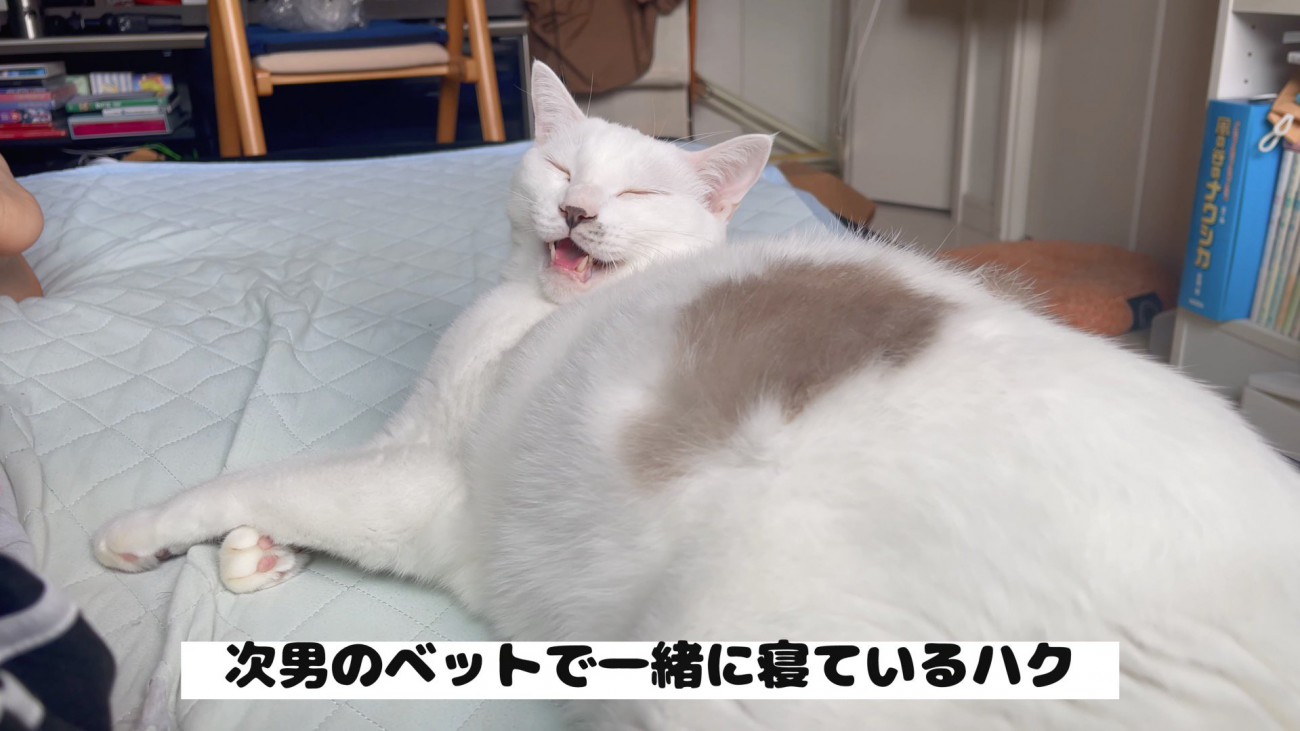 一緒に寝ているハクくん