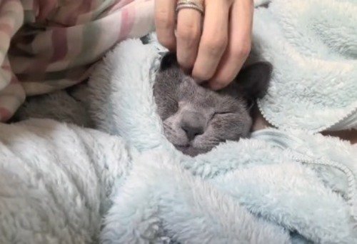 自分の服の中から顔を出している猫の額を撫でる飼い主