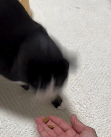 手から顔を離す猫