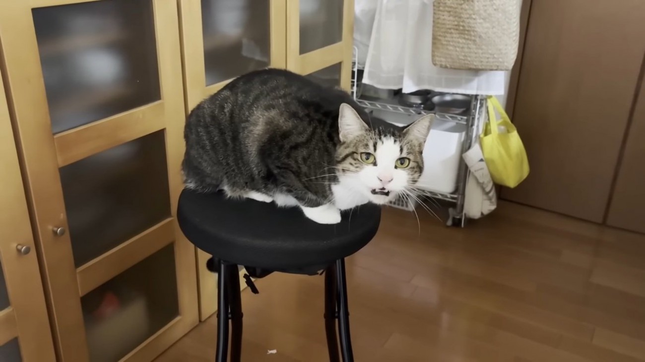 キッチンの椅子の上でママに向かって鳴くキジ白猫