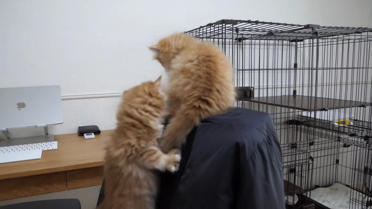 背もたれをのぼる子猫