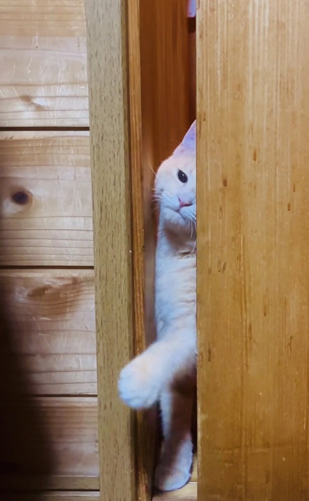 引き戸を開けようとするクリーム茶トラ猫