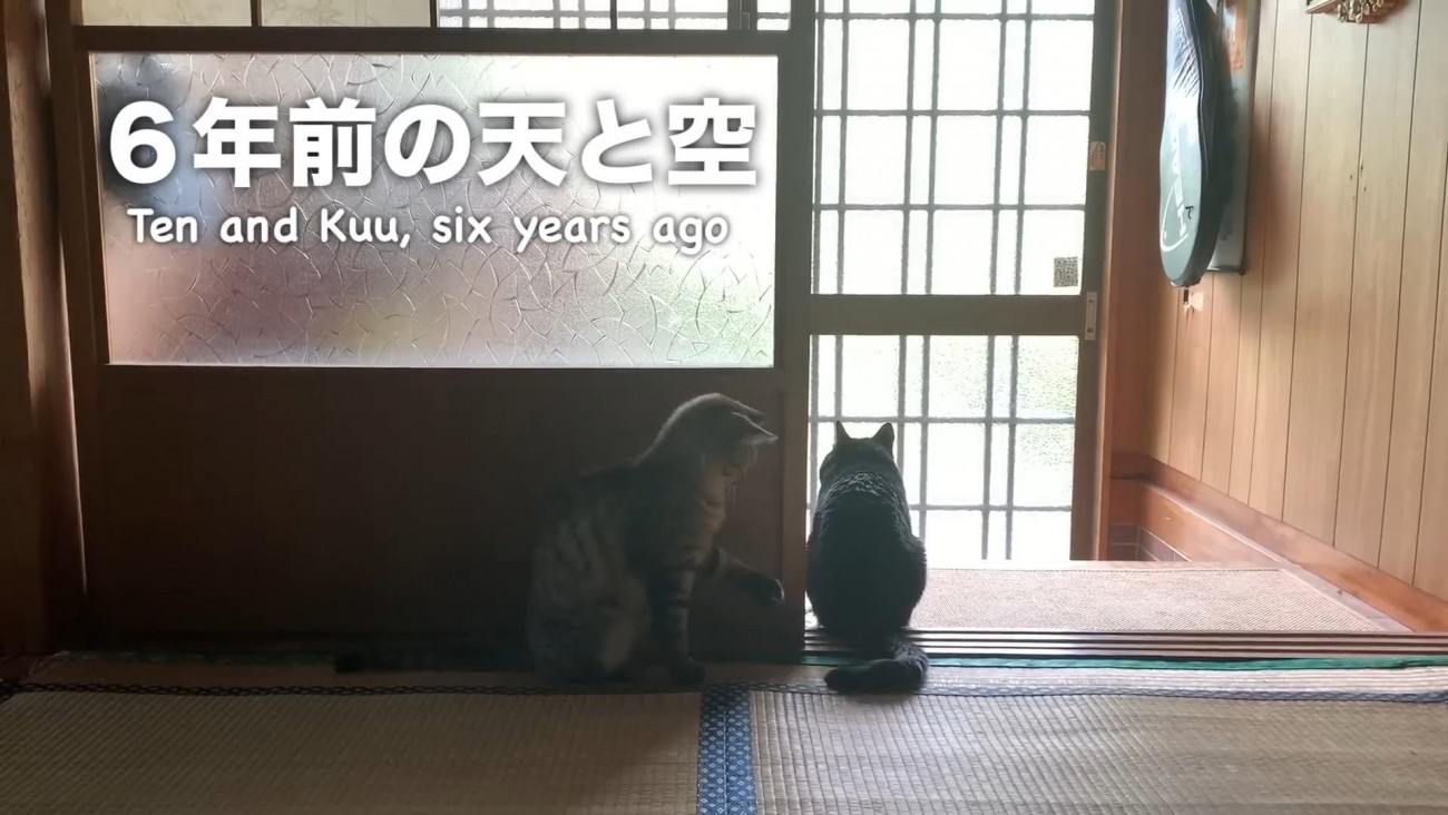 しっぽで遊ぶ猫さん