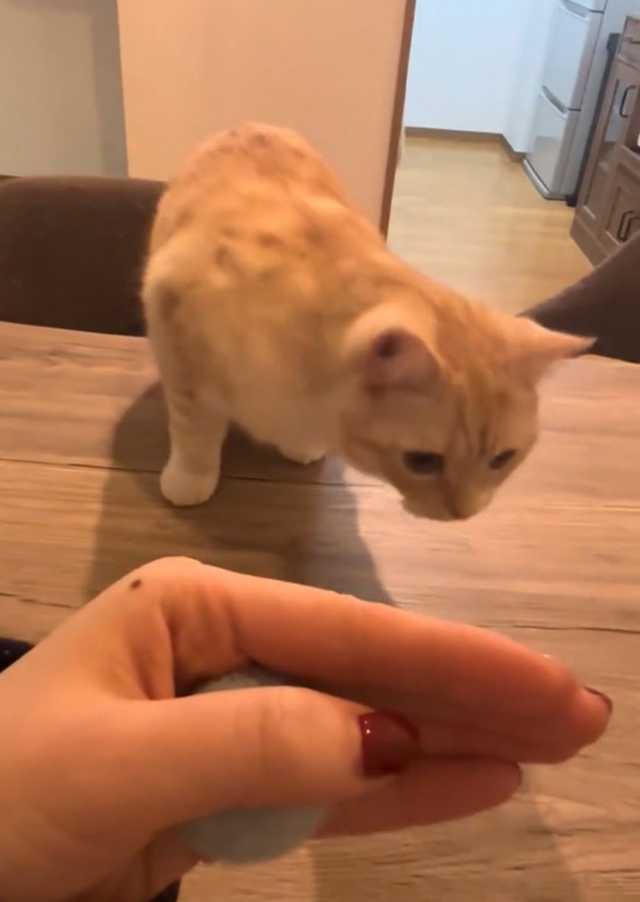 テーブルの上に登る猫2