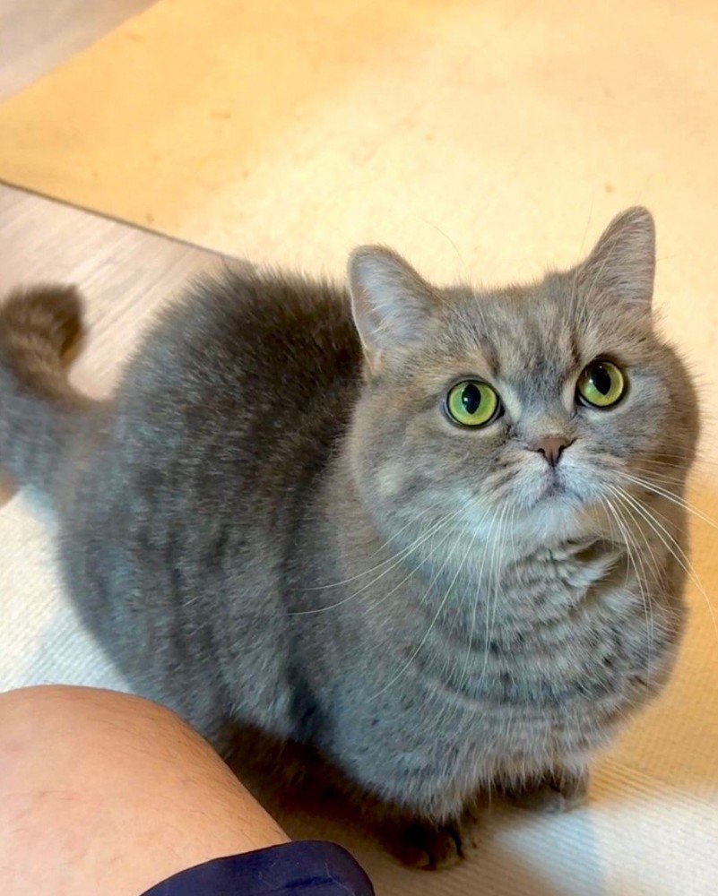 見上げる猫