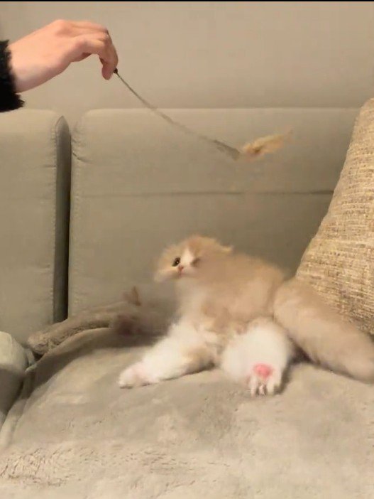 猫じゃらしで遊んでいる子猫