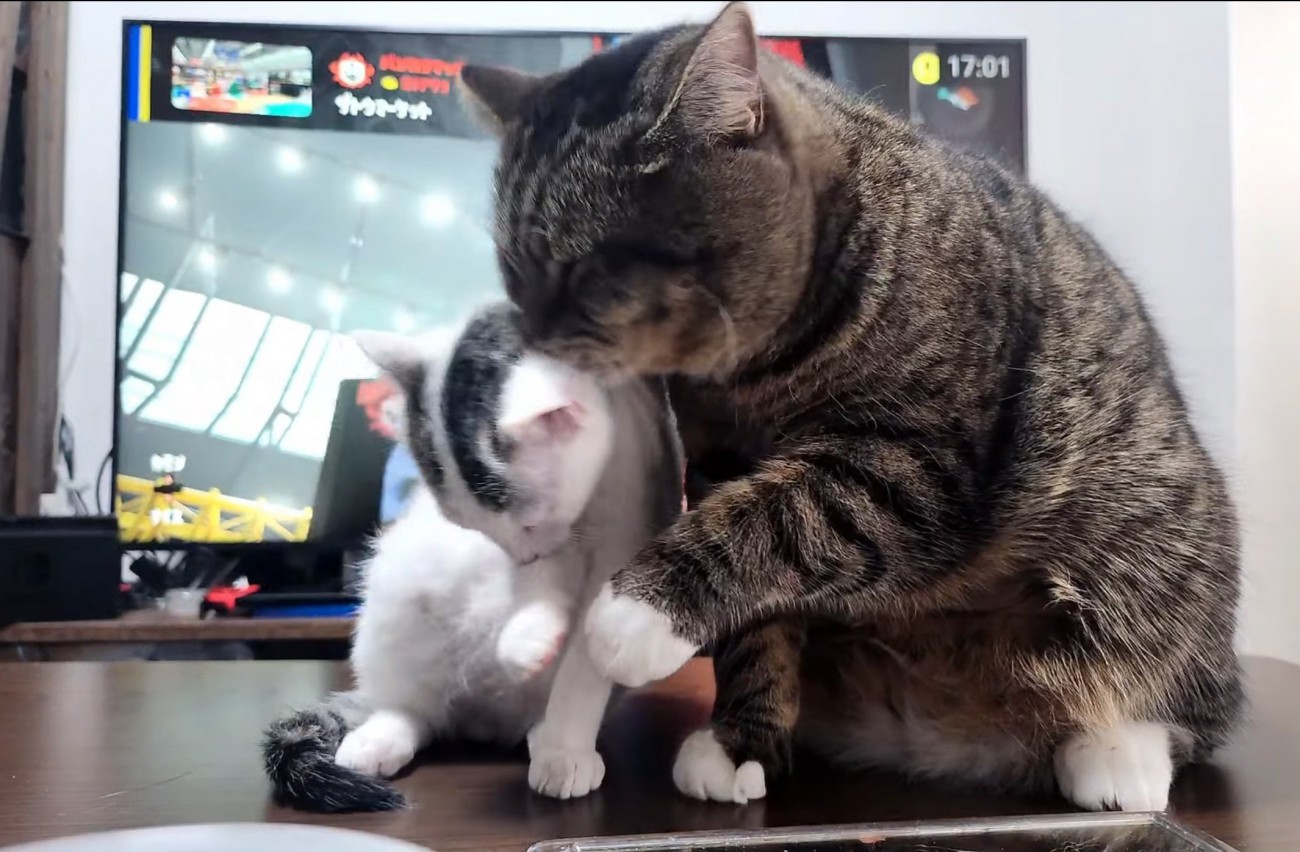 毛繕いしてあげる猫