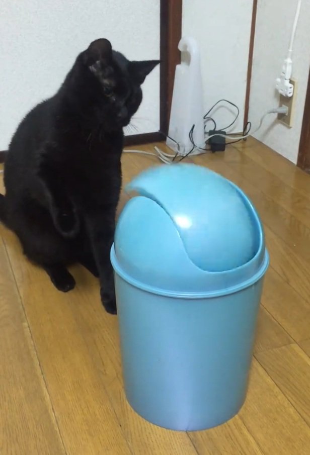 ゴミ箱を見つめる猫