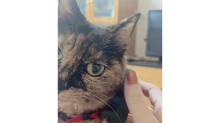 ブラッシングされている猫