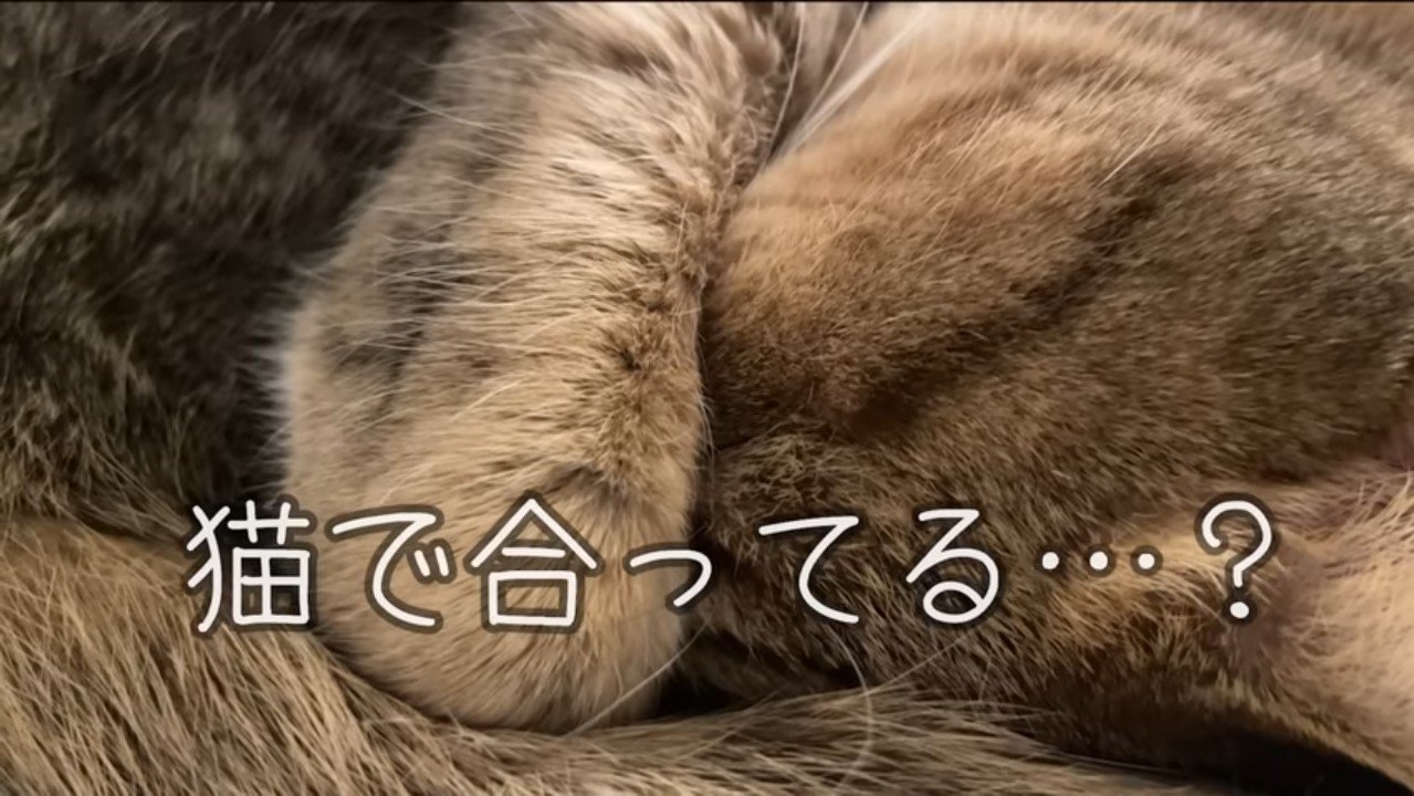 猫で合ってる…？