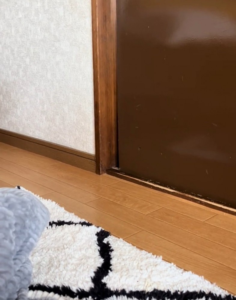 手を引っ込める猫