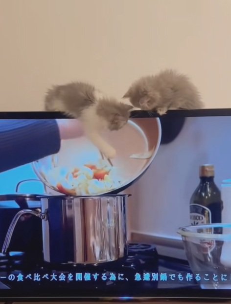 テレビにじゃれつく2匹のミヌエットの子猫