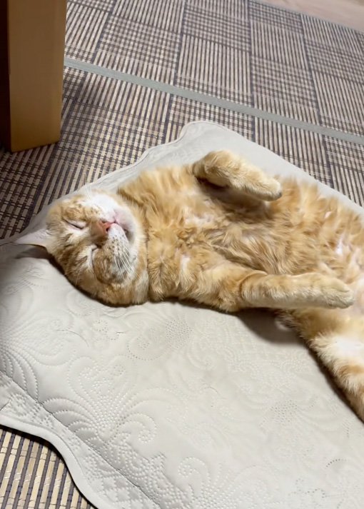 仰向け猫