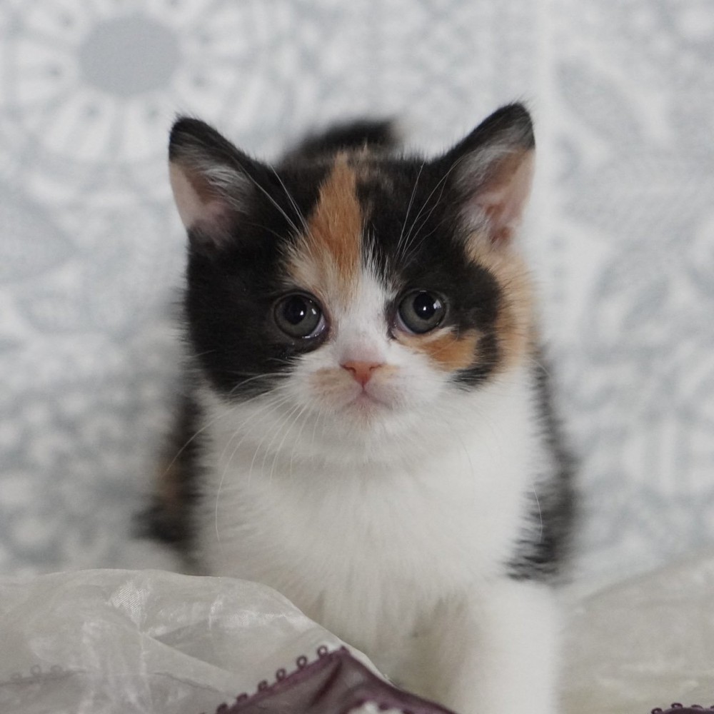 座っている子猫