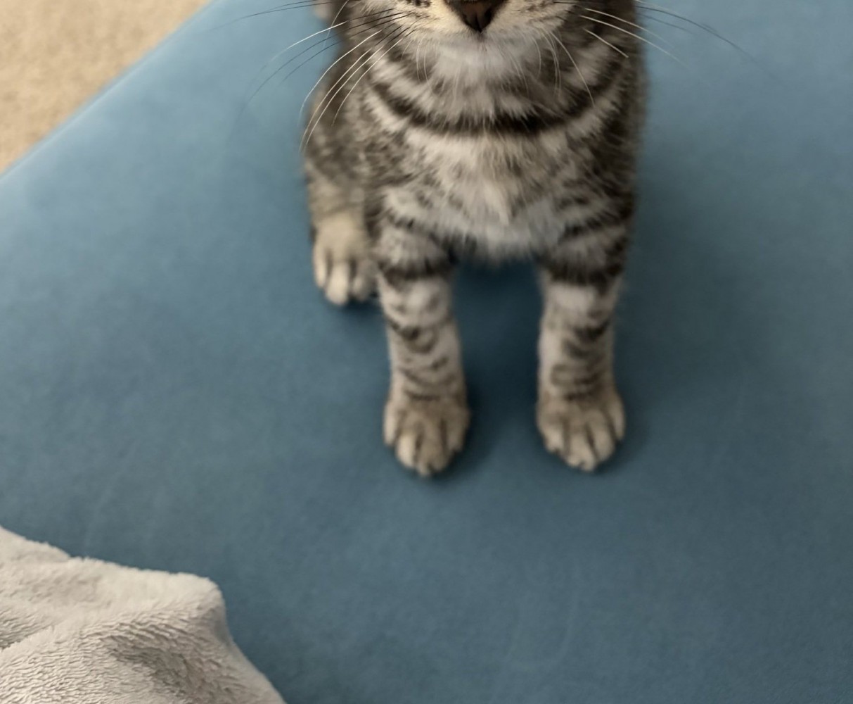 座っている子猫