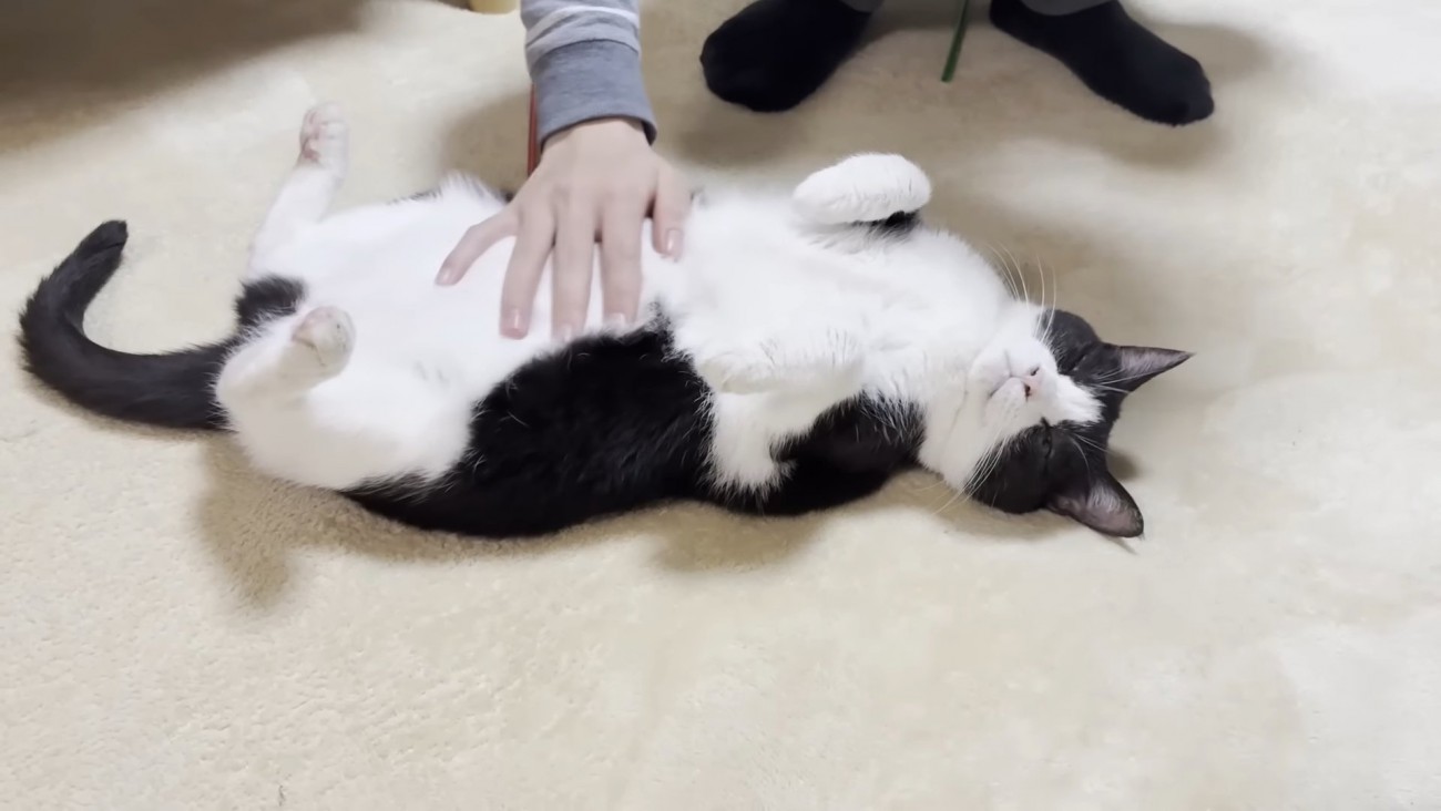お腹をなでられて目を細める猫