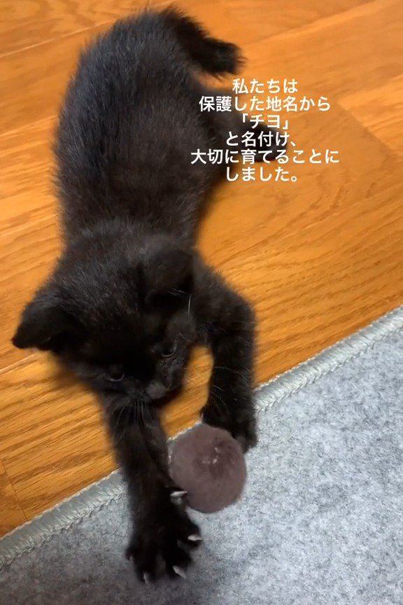 寝そべる子猫