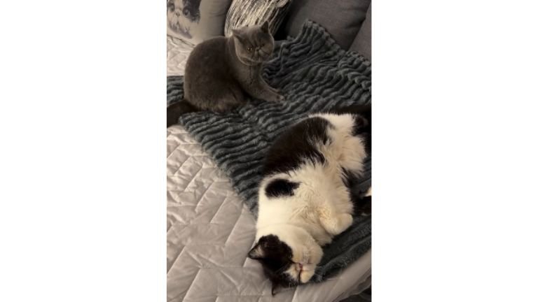 寝ている猫たち