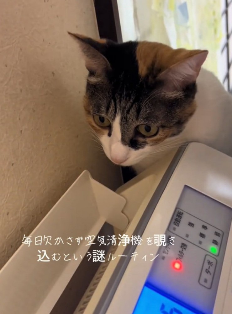 空気清浄機を見つめる猫