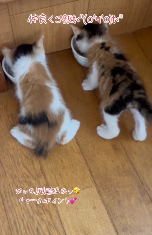 2匹並んで食事をしている子猫