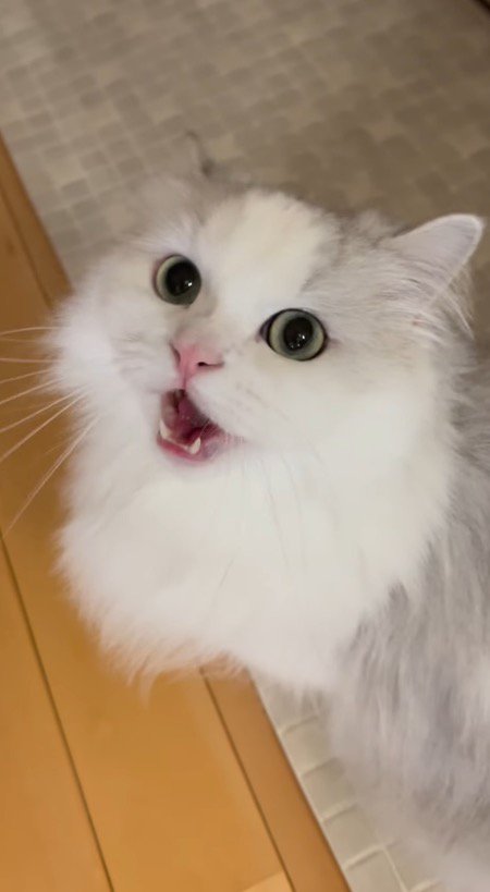 飼い主に何か伝えるように声をあげるミヌエット
