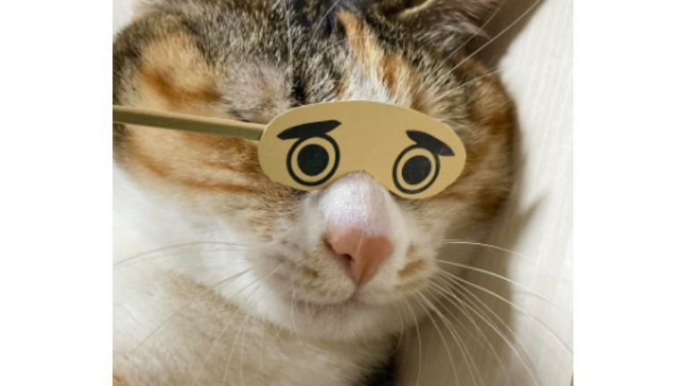 室内にいる猫