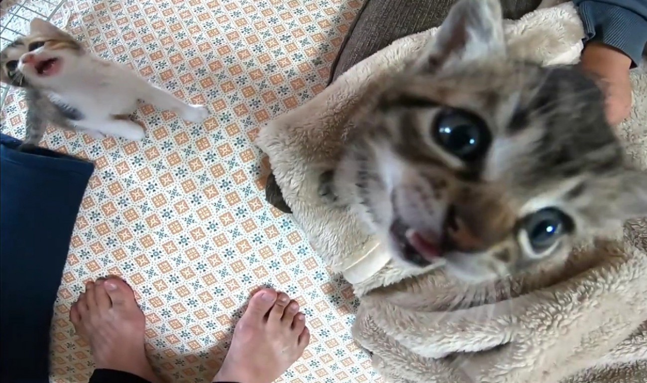 2匹の猫が一緒に鳴き声をあげている