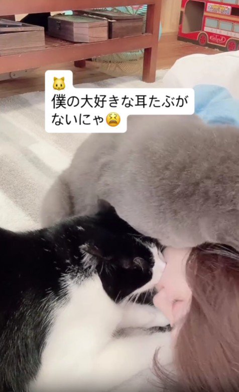 2匹の猫に甘えられる飼い主