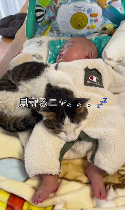 赤ちゃんと猫