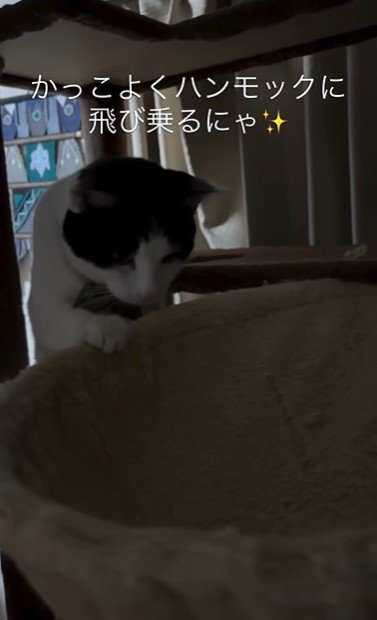 ハンモックに乗ろうとしている猫