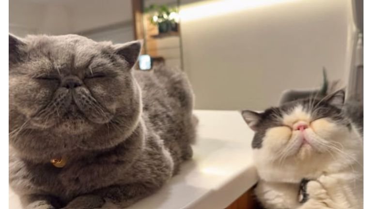 室内にいる猫