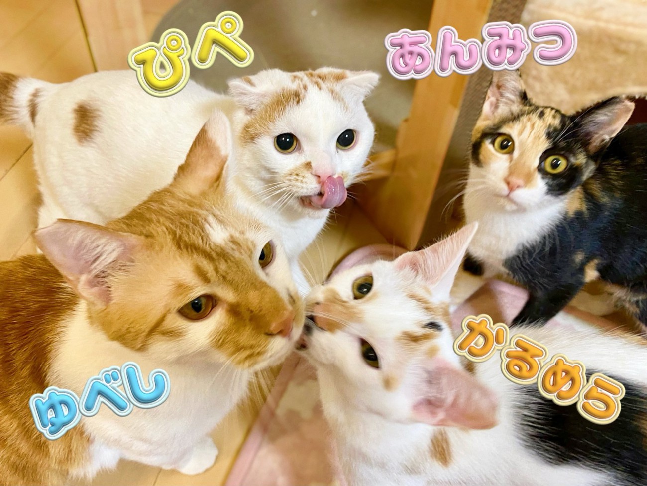 4匹の猫